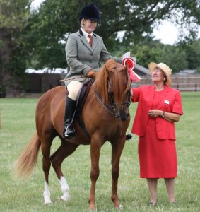 Stallion Beeston Hakim wins 2017 Racehorse to Riding horse class, presented by Anne Brown