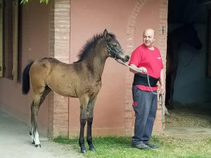 Aretzki and foal