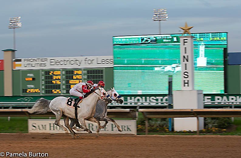 Easter Man (8) wins by a nose over Quick Sand AA. 3/22/19 Houston, TX.