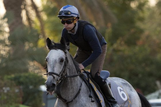 MASHHUR AL KHALEDIAH Credit: Jockey Club of Saudi Arabia // Mathea Kelley