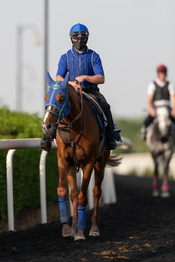 Hayyan (FR) DUBAI KAHAYLA CLASSIC (Credit DRC & Neville Hopwood) 260321