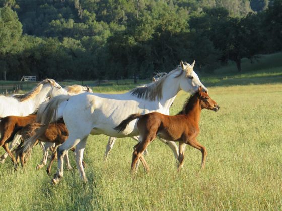 Mares and foals